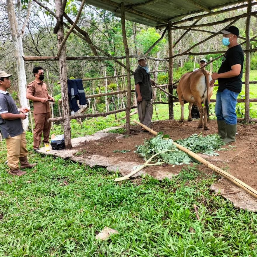 Tekan Penyebaran Jembrana, Pemdes PAWI dan Dinas Pertanian Seluma Periksa Sapi Warga